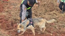 Polri Kerahkan Anjing Pelacak dalam Pencarian Korban Longsor Cilacap