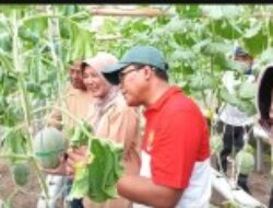 Panen Melon Premium Di Mirah Farm Green House, Desa Sidorejo, Padangan, Dihadiri Wabup Bojonegoro Hj Nurul Azizah