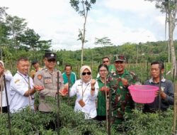 Dukung Ketahanan Pangan Nasional, Serma Ali Hadiri Kegiatan Farm Field Day (FFD)