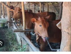 Dugaan Penyimpangan Pengelolaan BUMDes Mlati, Anggaran Rp160 Juta untuk Sapi Jadi Sorota