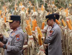Kapolda Jatim dan Gubernur Panen Jagung di Green Farm Banyuwangi Penuhi Target Swasembada Pangan  ‎