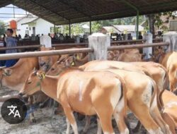 20 Ekor Sapi Bantuan Dari Negara Hilang Misterius di Desa Keduyung Ketua Panitia hanya bisa Mengelus Dada.